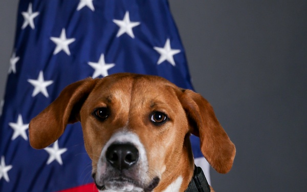 Iowa National Guard Soldier's dog competes in Puppy Bowl XX