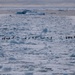 Coast Guard Cutter Polar Star (WAGB 10) breaks channel to McMurdo Station, Antarctica