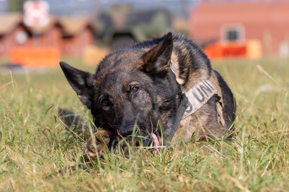 8th Military Police Military Dog Handler