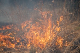 Fort Stewart Hosts Scientists for Prescribed Burns