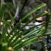 U.S. and Japan Air Self-Defense Airmen conduct Tropical Survival training during Cope North 24