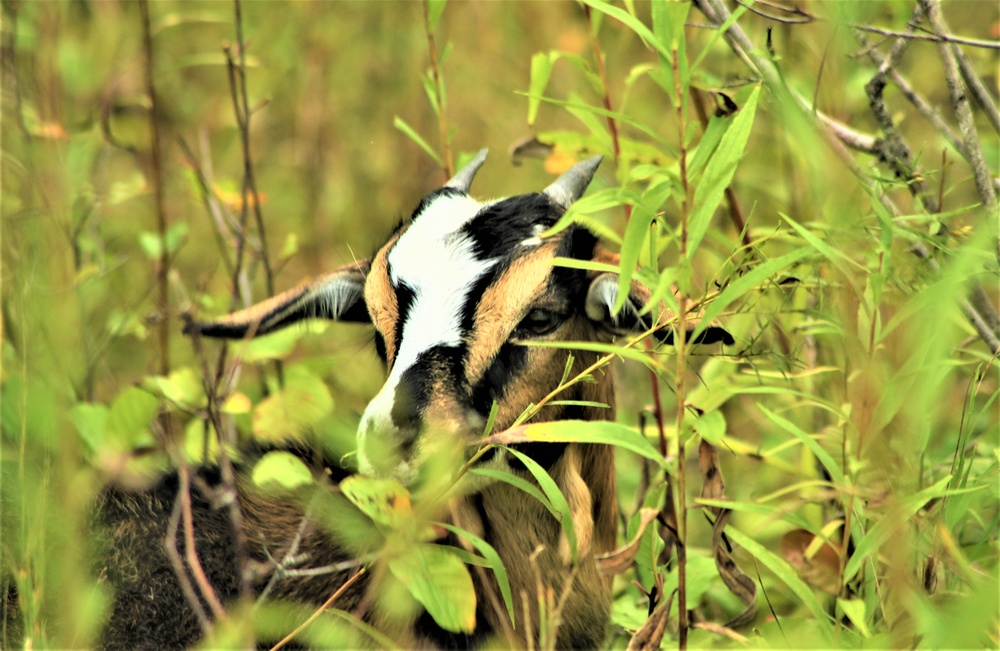 National Invasive Species Awareness Week: Fort McCoy manages extensive effort to control invasive species