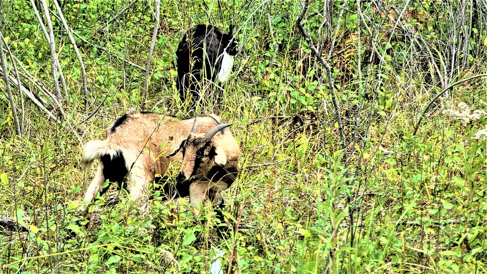 National Invasive Species Awareness Week: Fort McCoy manages extensive effort to control invasive species