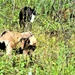 National Invasive Species Awareness Week: Fort McCoy manages extensive effort to control invasive species