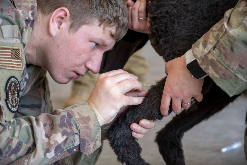 International Military Working Dog Handlers Train Together in K-9 Tactical Combat Casualty Care