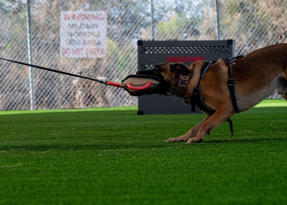 Military Working Dog Handlers Collaborate with the University of Arizona