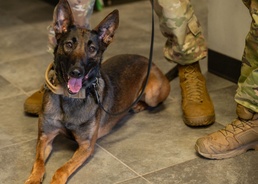 Military Working Dog Handlers Collaborate with the University of Arizona