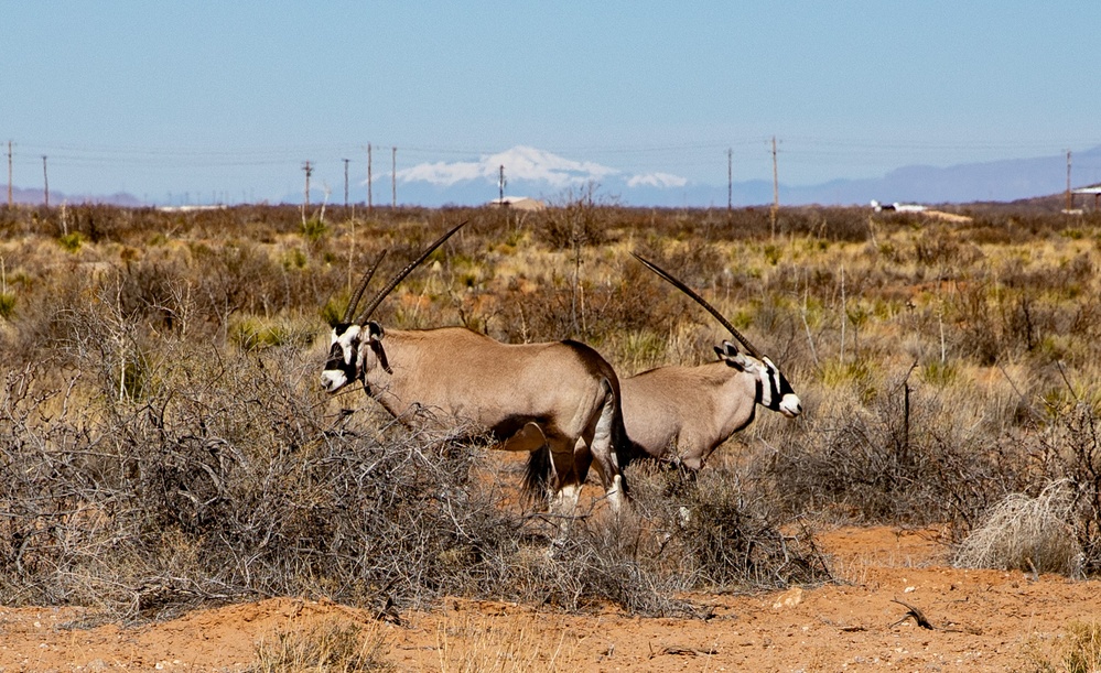 Oryx at McGregor