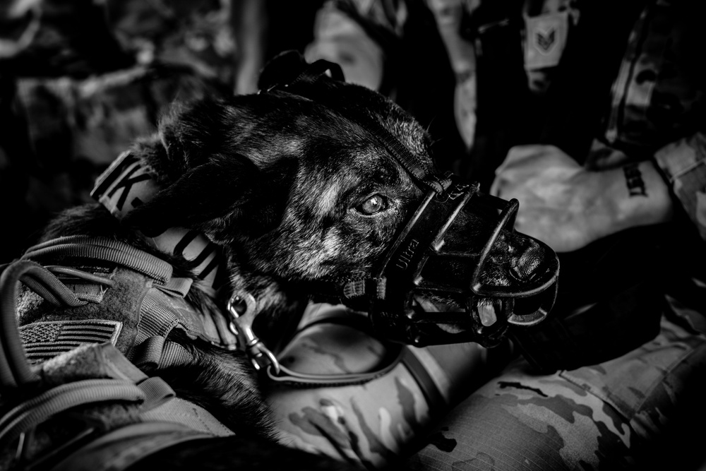 DVIDS Images 82nd CAB K9 Morale Flight [Image 1 of 33]