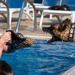 MWDs participate in water familiarization training