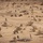 2nd Bn., 4th Marines participates in distributed maneuver exercise 2nd Bn., 4th Marines participates in distributed maneuver exercise