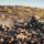 2nd Bn., 4th Marines participates in distributed maneuver exercise 2nd Bn., 4th Marines participates in distributed maneuver exercise