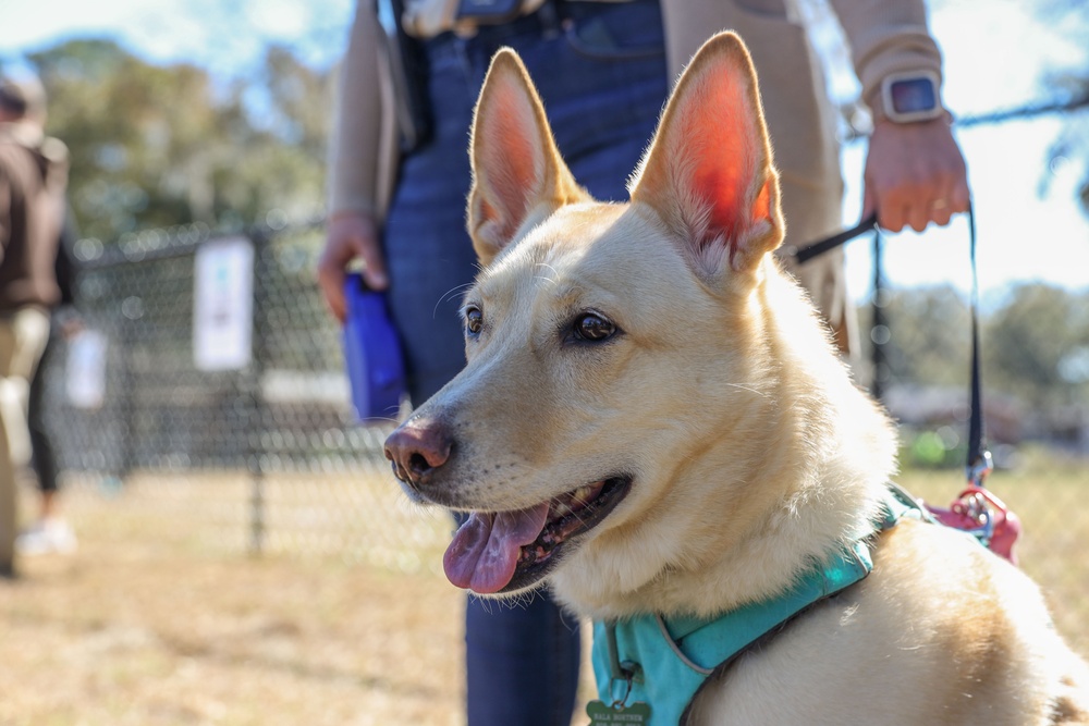 New dog park at Laurel Bay Military Housing