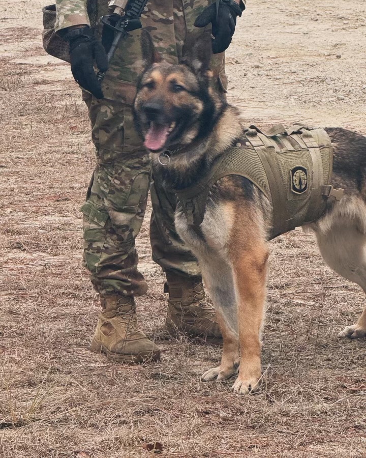 US Army Airborne EOD techs train with Military Working Dog teams on Fort Liberty