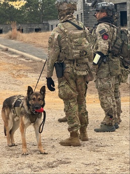 US Army Airborne EOD techs train with Military Working Dog teams on Fort Liberty