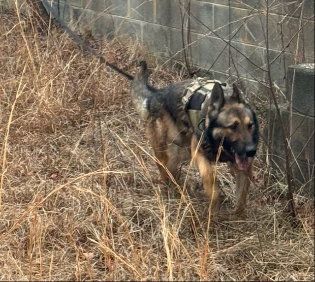 US Army Airborne EOD techs train with Military Working Dog teams on Fort Liberty