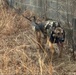 US Army Airborne EOD techs train with Military Working Dog teams on Fort Liberty