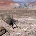 2nd Bn., 4th Marines participates in distributed maneuver exercise