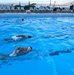 MARFORPAC personnel conduct water survival training