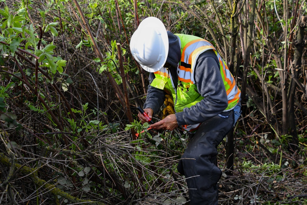 Lower San Joaquin River Elderberry Relocation February 2024