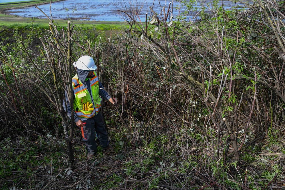 Lower San Joaquin River Elderberry Relocation February 2024