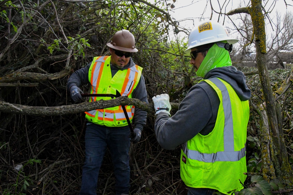 Lower San Joaquin River Elderberry Relocation February 2024