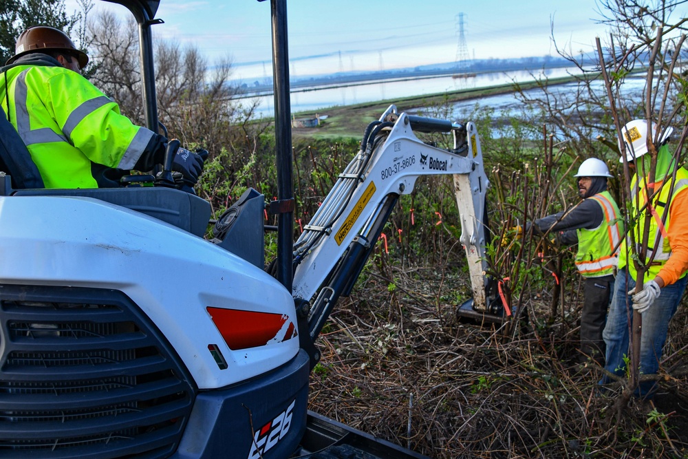 Lower San Joaquin River Elderberry Relocation February 2024