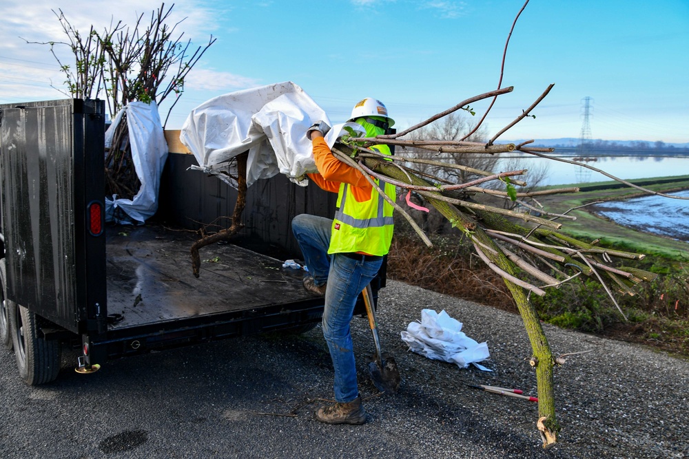 Lower San Joaquin River Elderberry Relocation February 2024