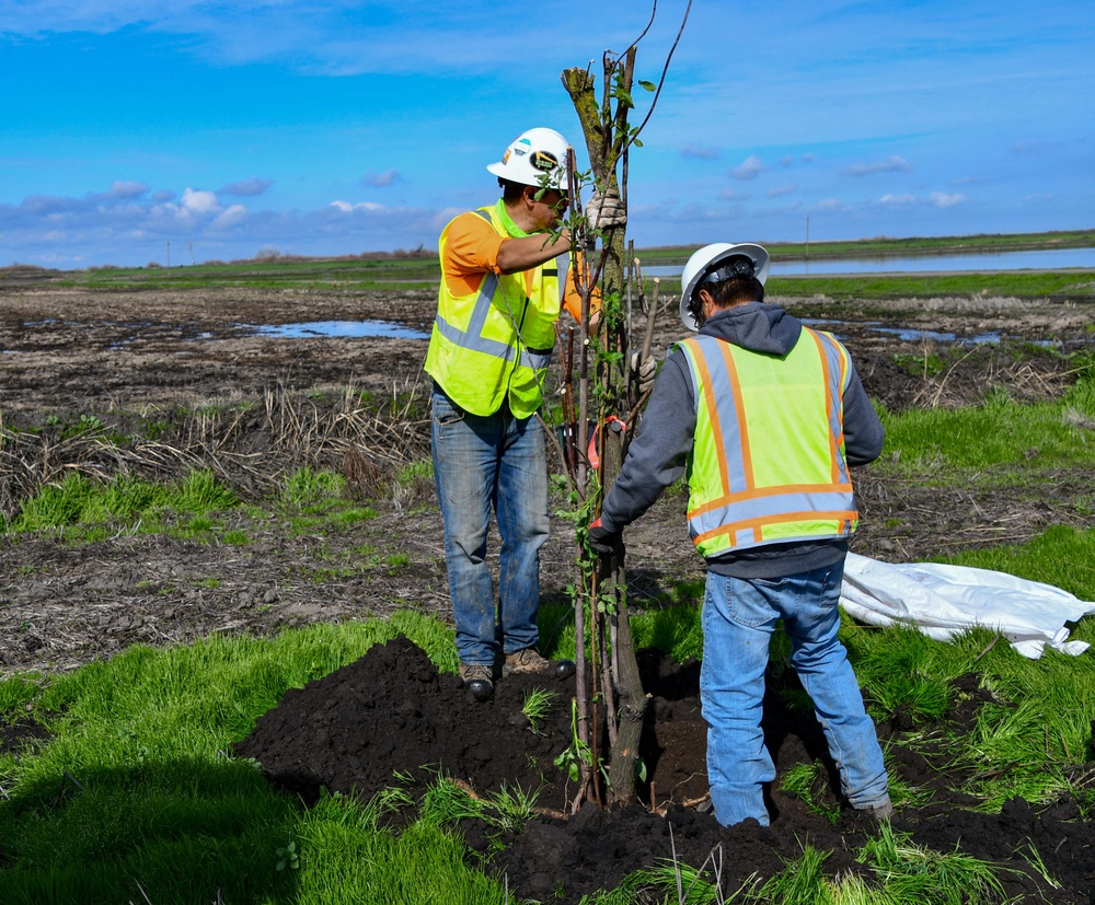 Lower San Joaquin River Elderberry Relocation February 2024