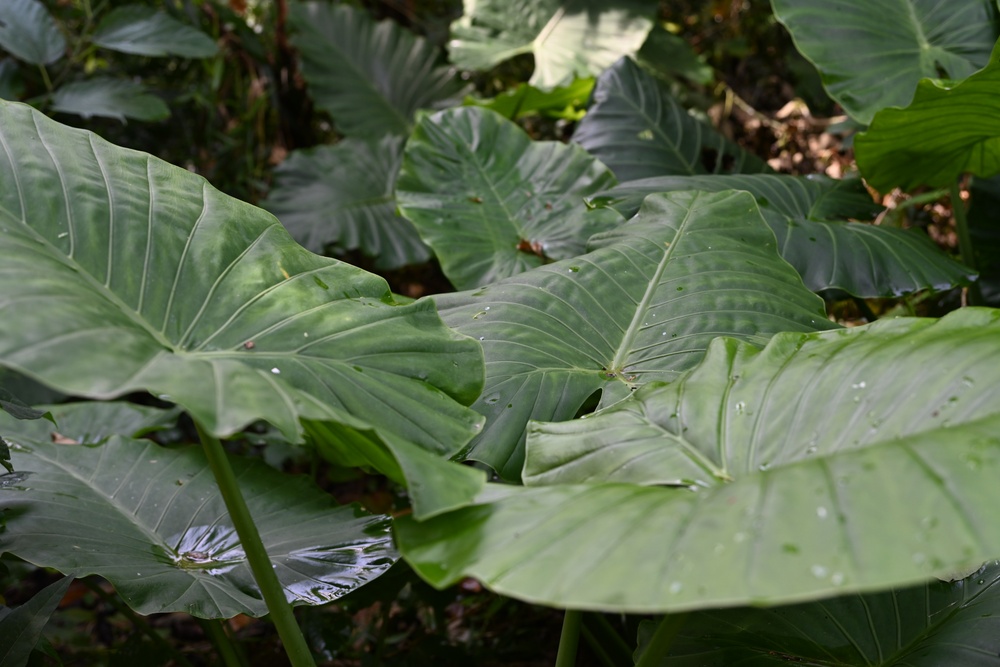 Dense Jungle at White Beach Naval Facility