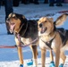 Marines at The Iditarod