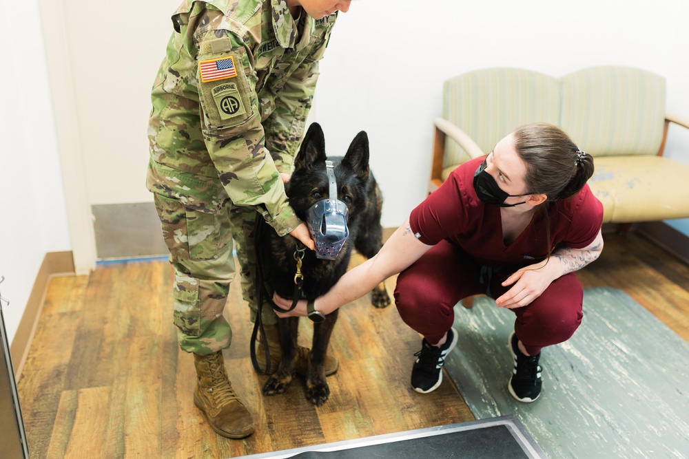 Big hearts for furry patients: Fort Novosel Veterinary Treatment Facility