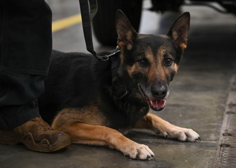 DVIDS - News - RAF Mildenhall fire department hosts K-9 TCCC training