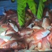 Coast Guard, partner agencies interdicts 4 lancha crews, seizes 1,250 pounds of illegal fish off Texas coast