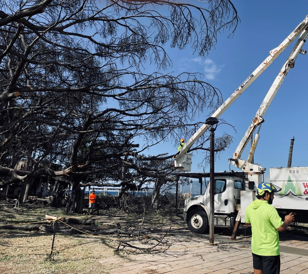 Arborist trims damaged portion of historic Banyan Tree