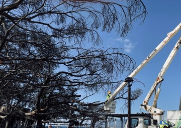 Arborist trims damaged portion of historic Banyan Tree