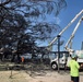Arborist trims damaged portion of historic Banyan Tree
