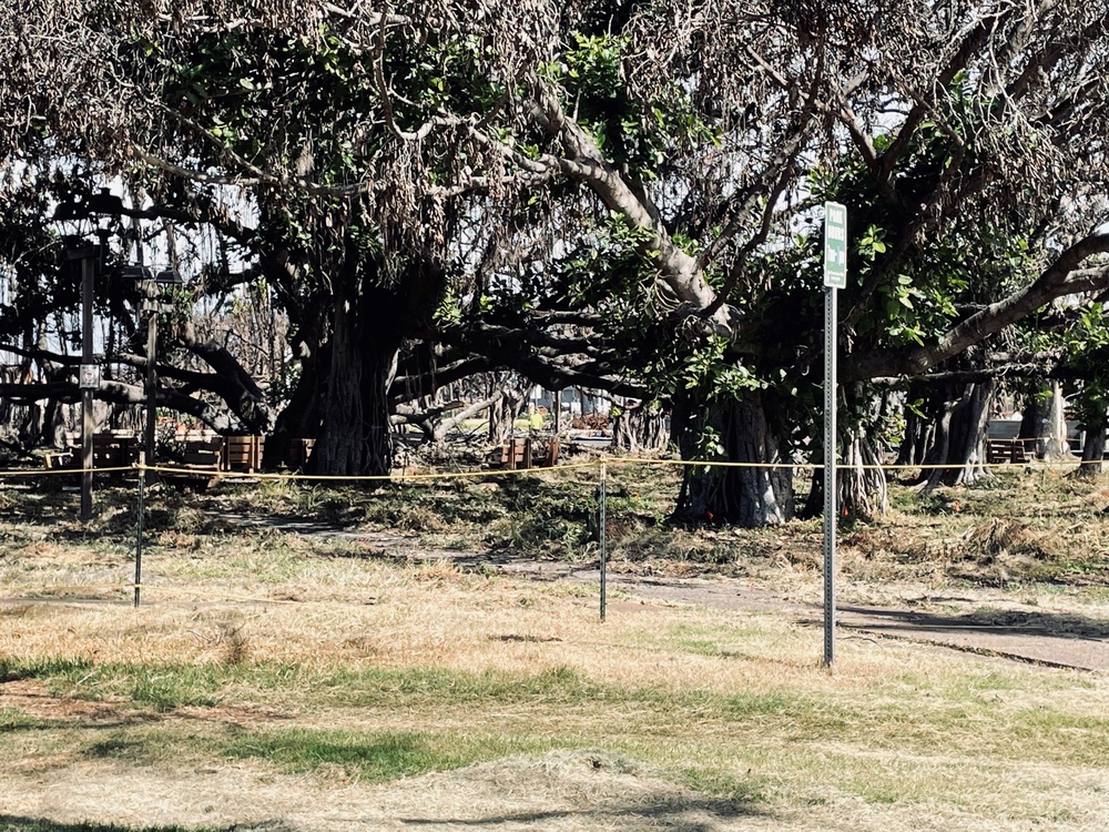 Arborist trims damaged portion of historic Banyan Tree