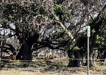 Arborist trims damaged portion of historic Banyan Tree
