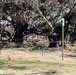 Arborist trims damaged portion of historic Banyan Tree