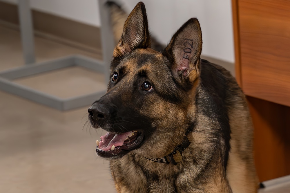 MacDill's Canine Guardians: The Unseen Shield