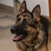 MacDill's Canine Guardians: The Unseen Shield