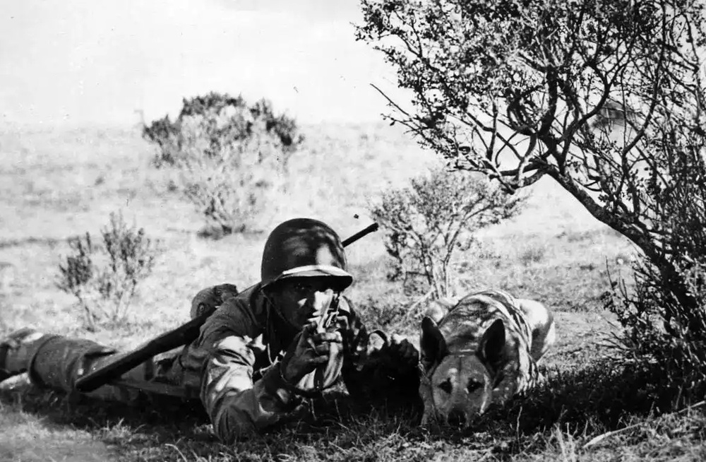 Army Quartermaster Corps Begins Training War Dogs (13 MAR 1942)