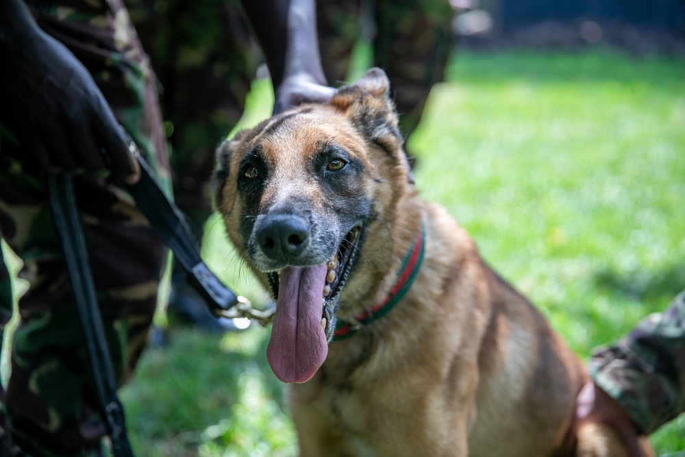 Justified Accord 2024 participants conduct a veterinary exchange in Kenya