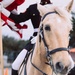 Mounted Color Guard Comes to Houston