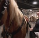 Mounted Color Guard Comes to Houston