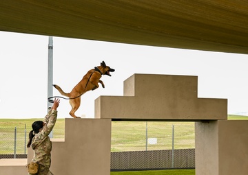 New Paws on the Ground