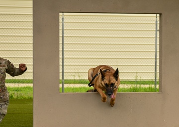 New Paws on the Ground