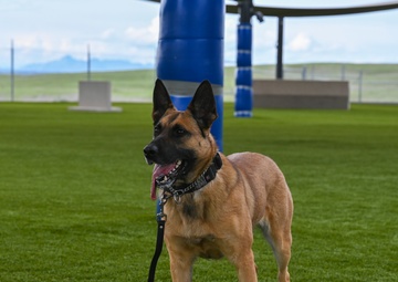 New Paws on the Ground