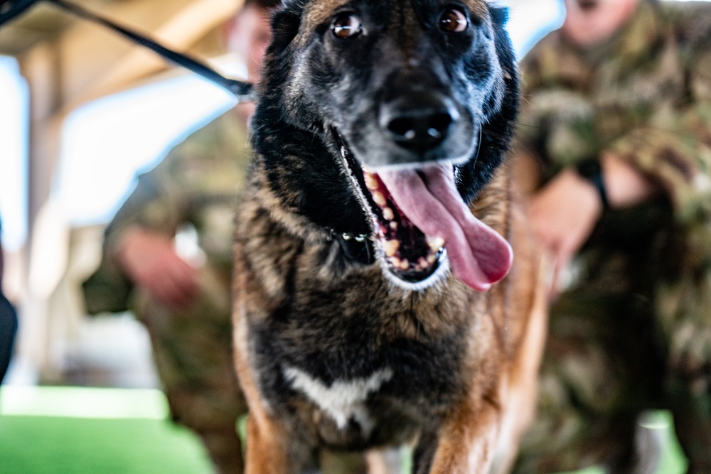 82nd CAB K9 Training
